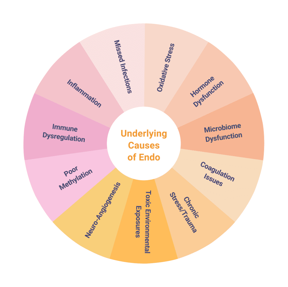 Endometriosis Causes wheel explaining the underlying factors of endometriosis