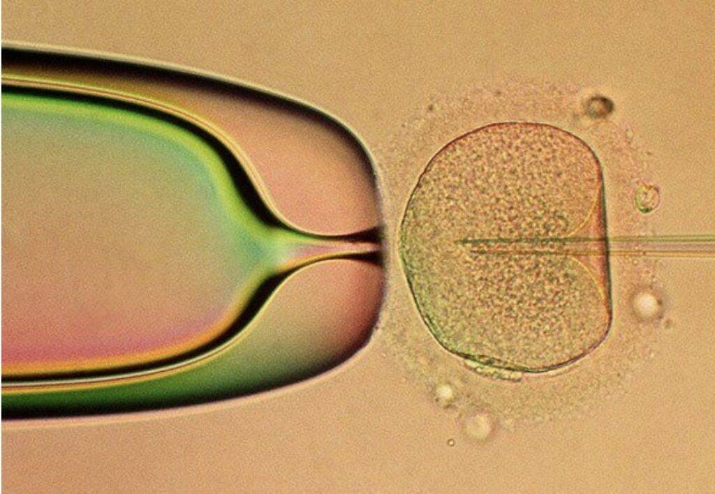 detox from IVF drugs